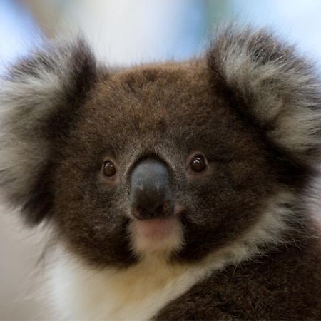 Bimbi Park - Camping Under Koalas Cape Otway Exterior foto