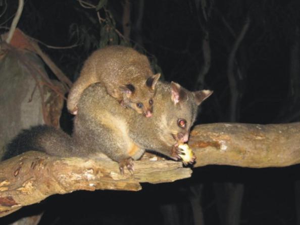 Bimbi Park - Camping Under Koalas Cape Otway Exterior foto