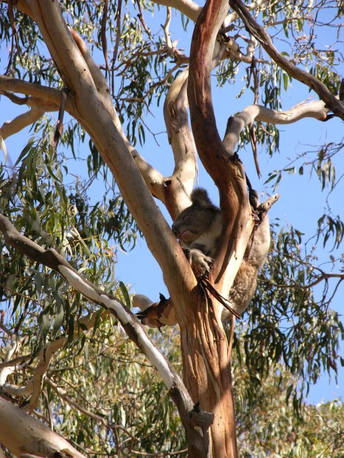 Bimbi Park - Camping Under Koalas Cape Otway Exterior foto