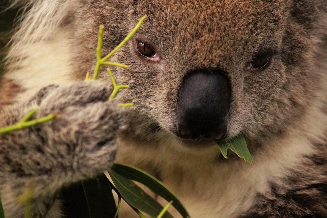 Bimbi Park - Camping Under Koalas Cape Otway Exterior foto