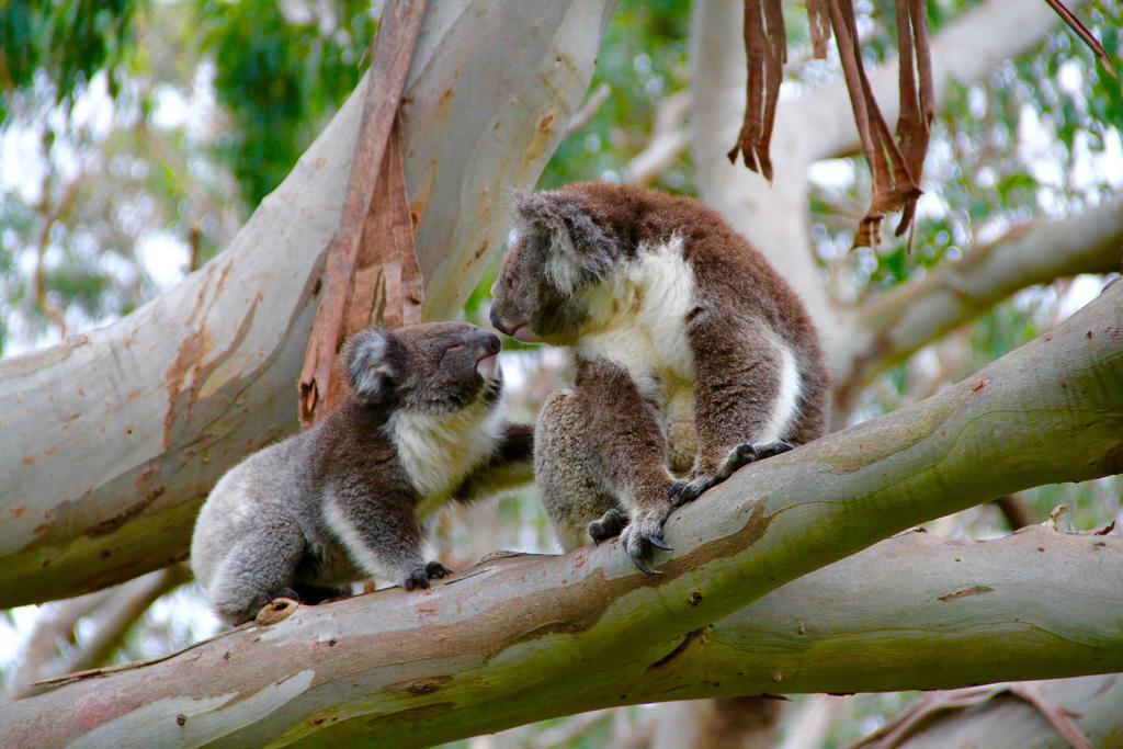 Bimbi Park - Camping Under Koalas Cape Otway Exterior foto