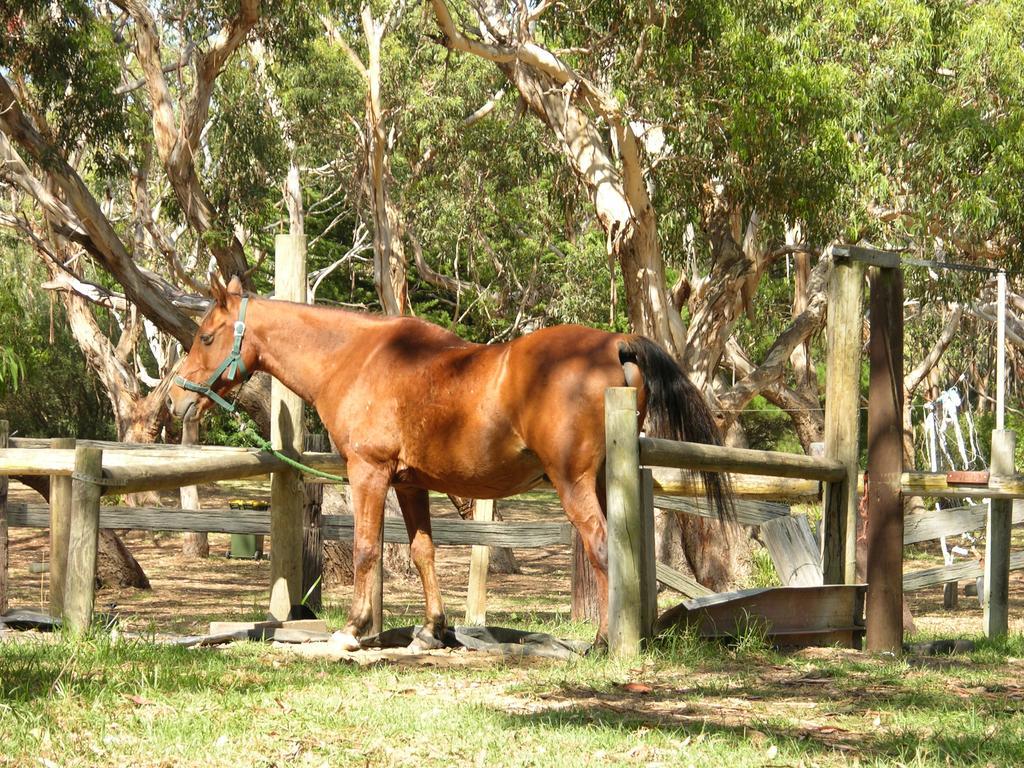 Bimbi Park - Camping Under Koalas Cape Otway Exterior foto